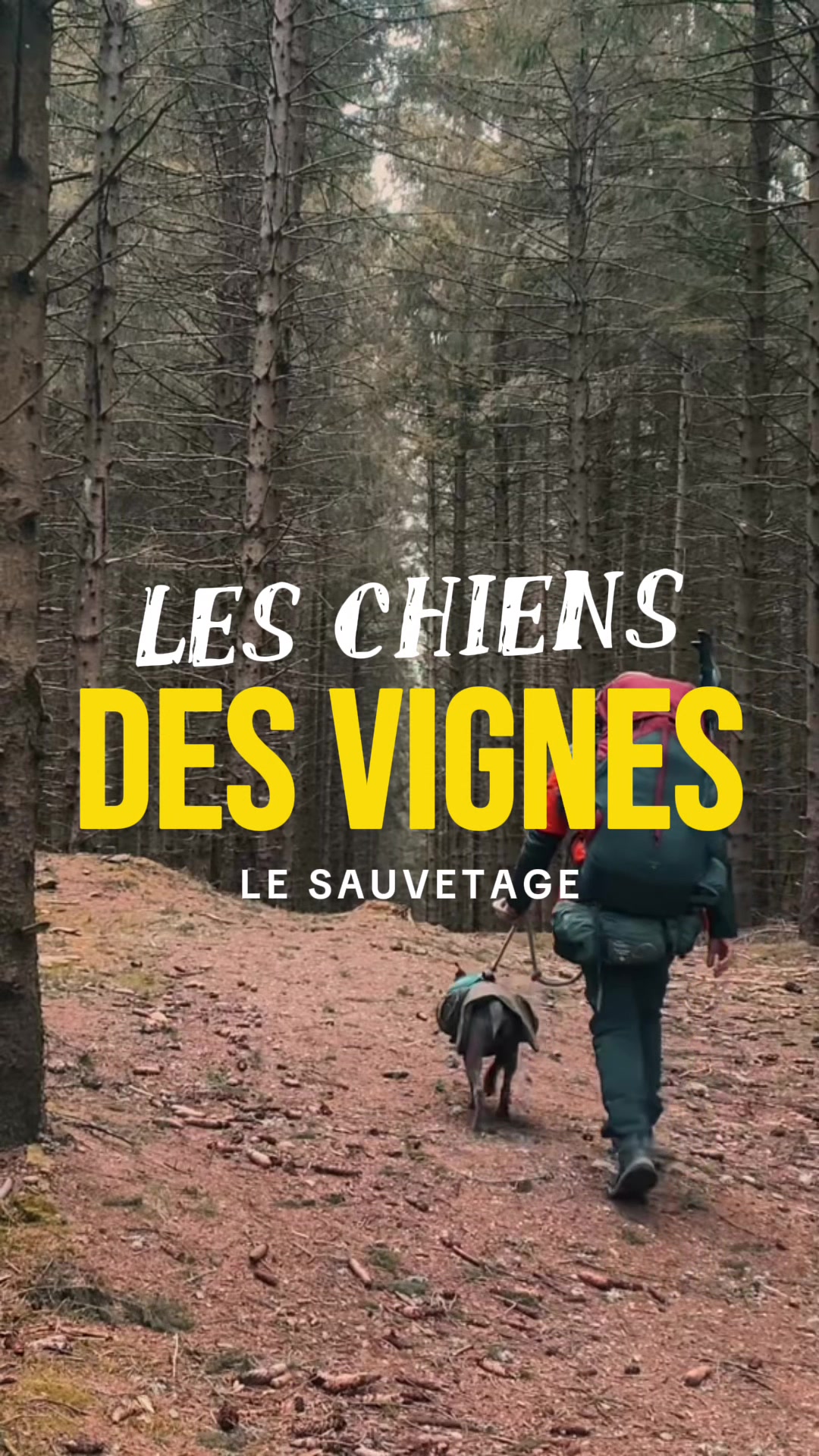 @leguerriereveille