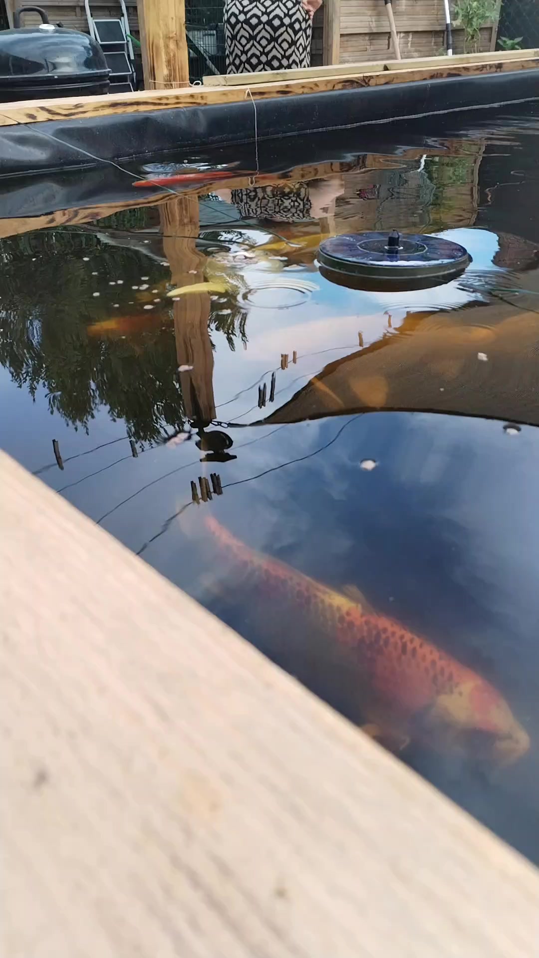@koi 62