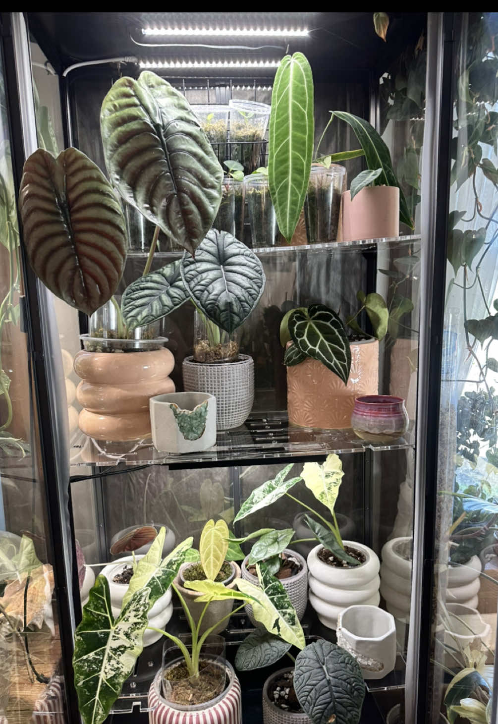 @theplantgirl_diaries
