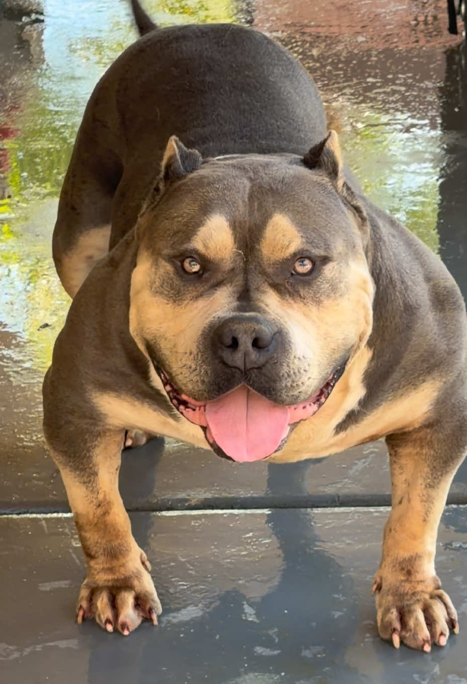 @@Dublinekennels