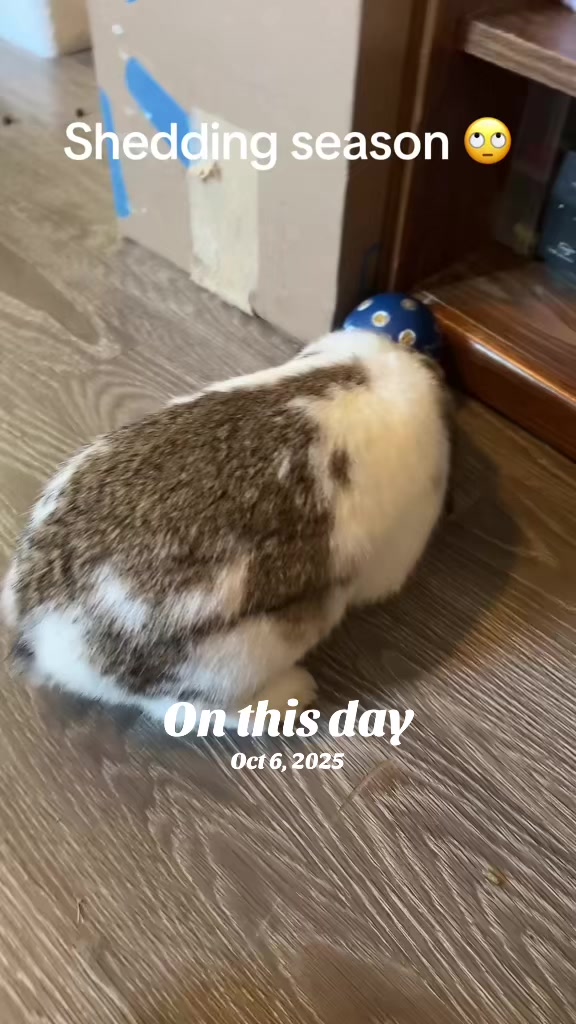 @Mrdivaandgizmoandfriends