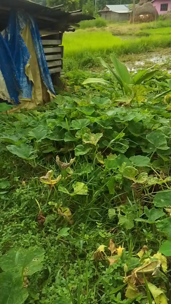 @Jhuma Khatiwada