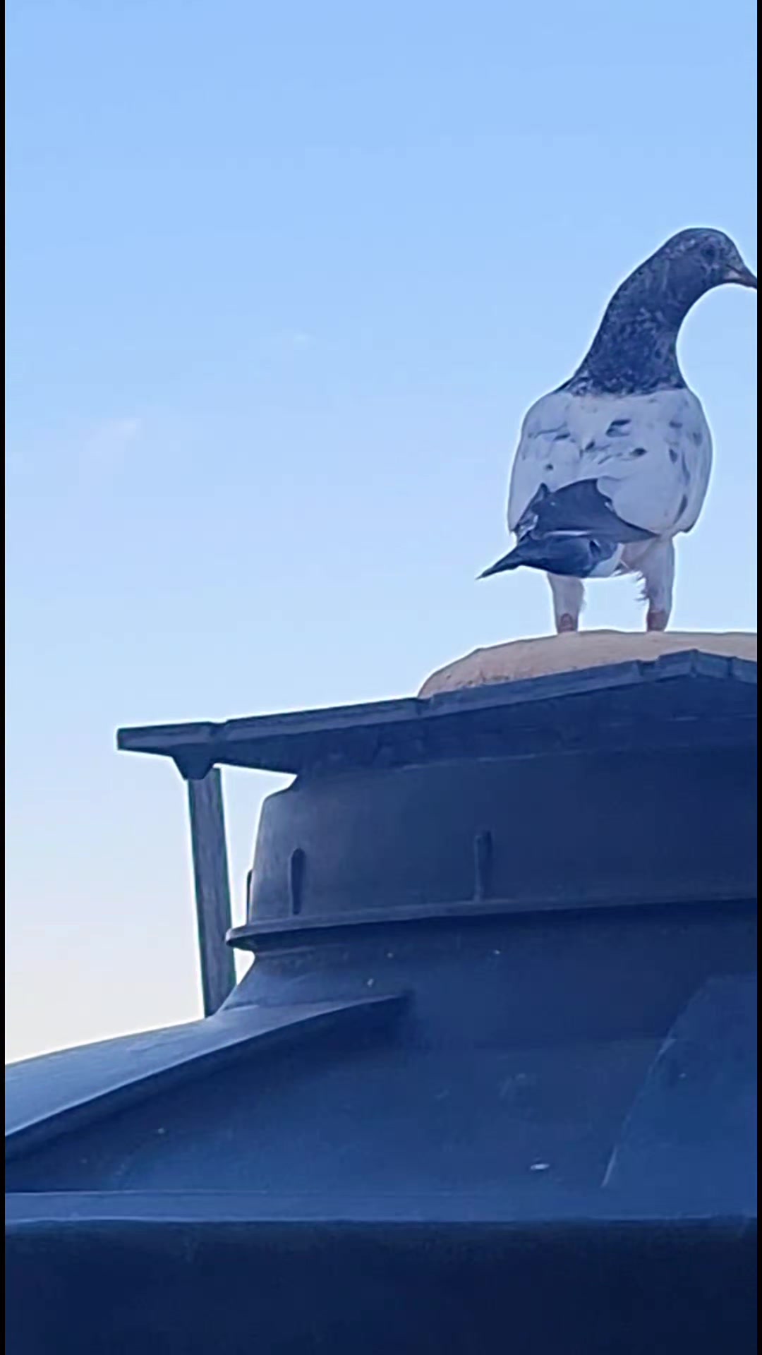 @Pigeons Tv