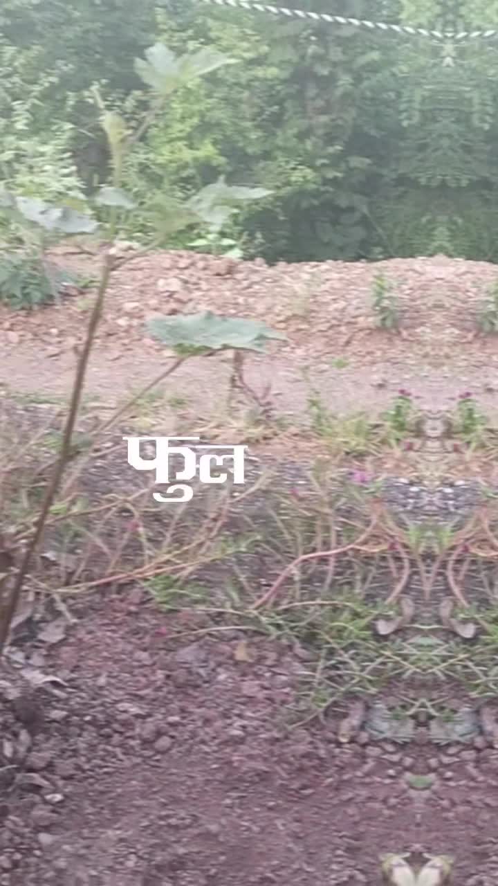 @Sanurasaili