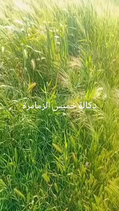 @Mahboul