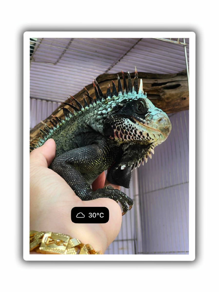 @Sacred Geckos and Exotics