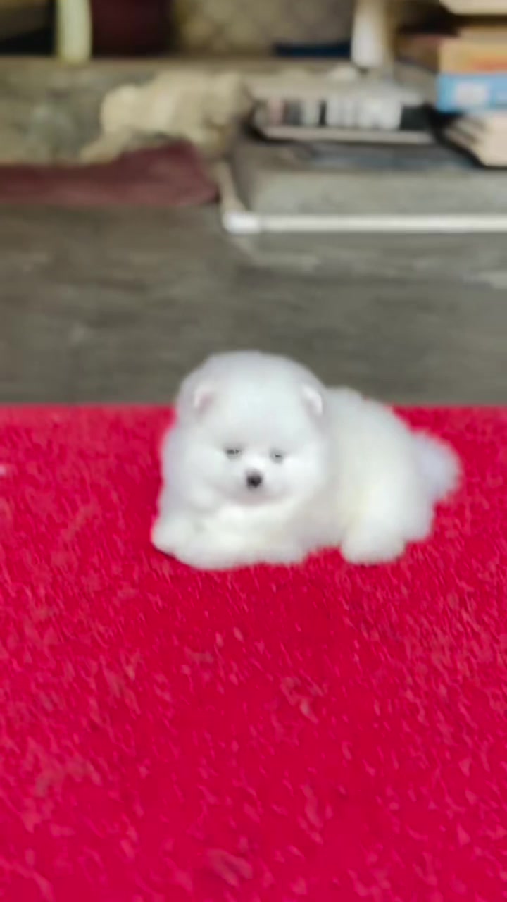 @puppy.nepal