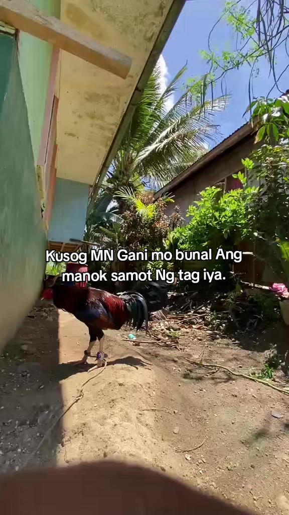 @Big Backyard 🐓🐓