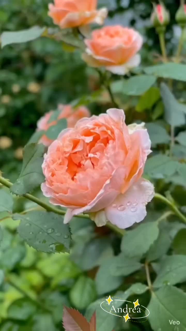 @andreacorsi298