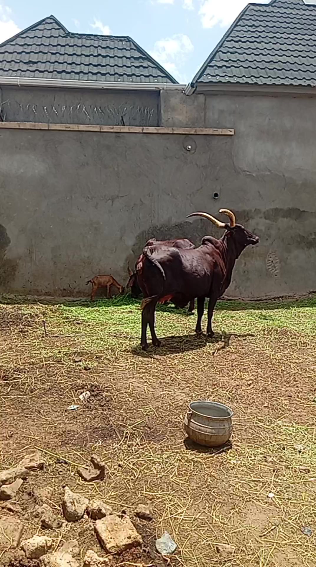 @maazu maidoki Gamaru19800@