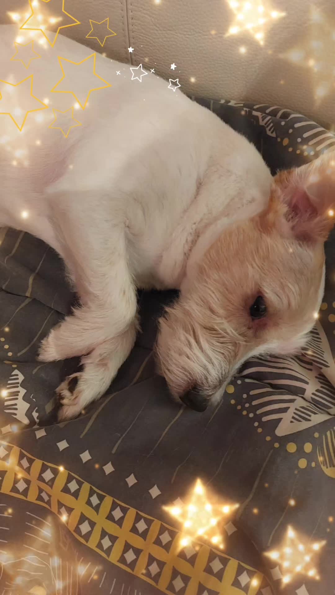 @Marie 👩&zwj;🦳 et Jolicoeur🐶🐾