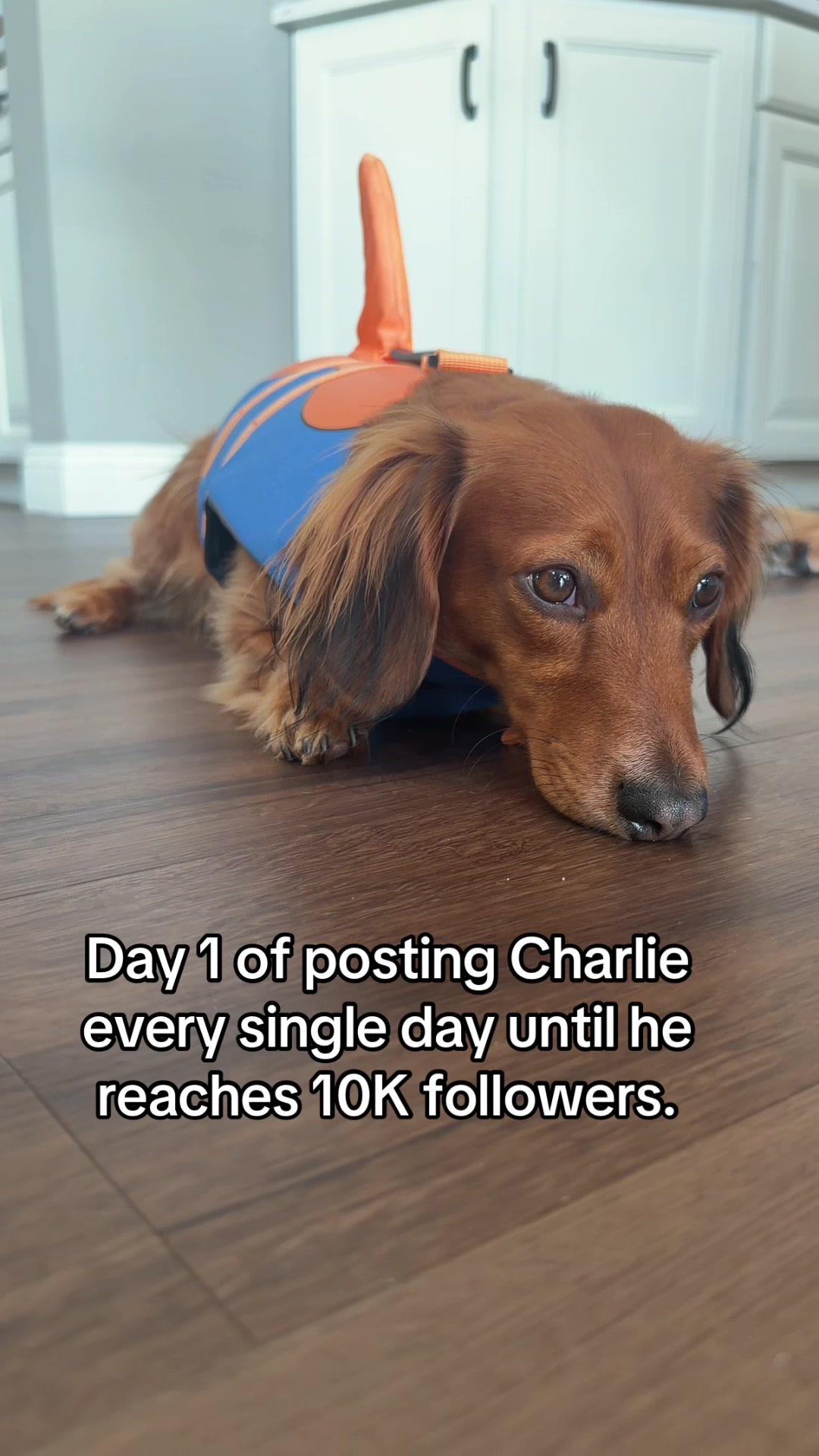 @charliebrownthedoxie