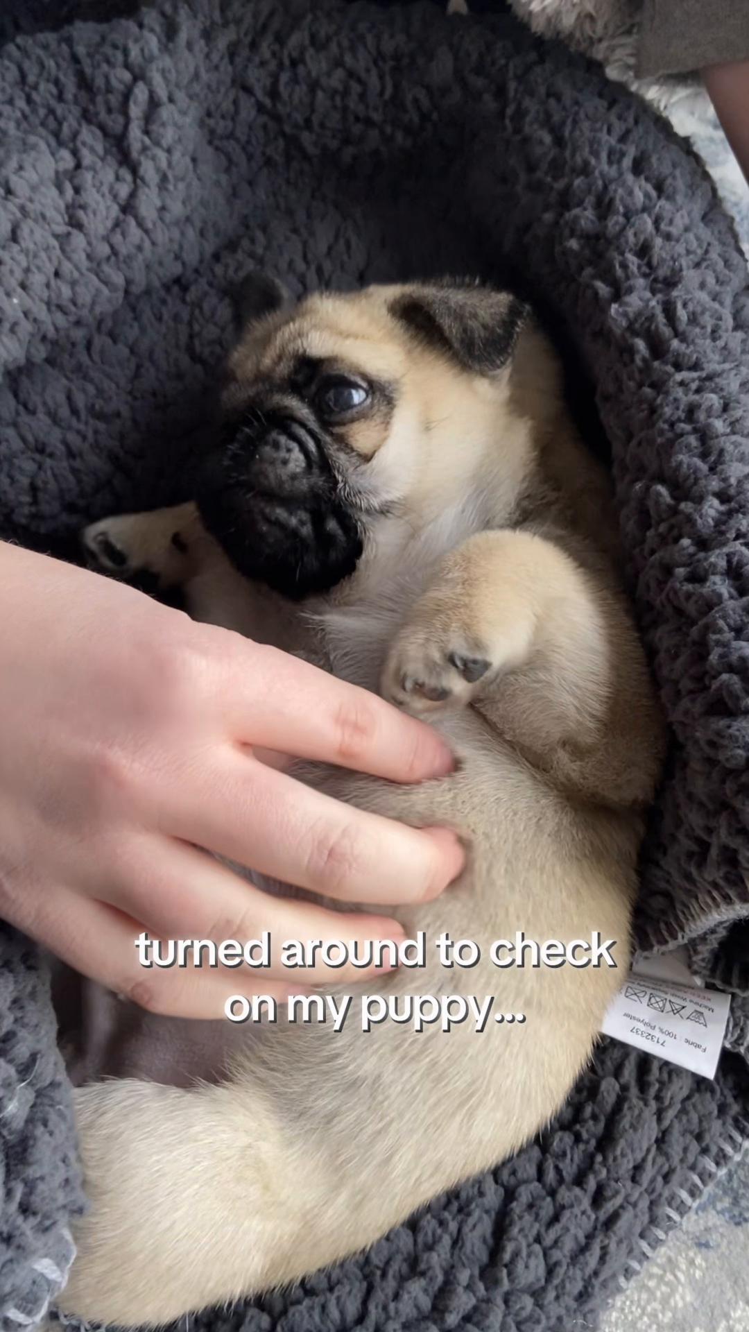 @Wee Winston The Pug