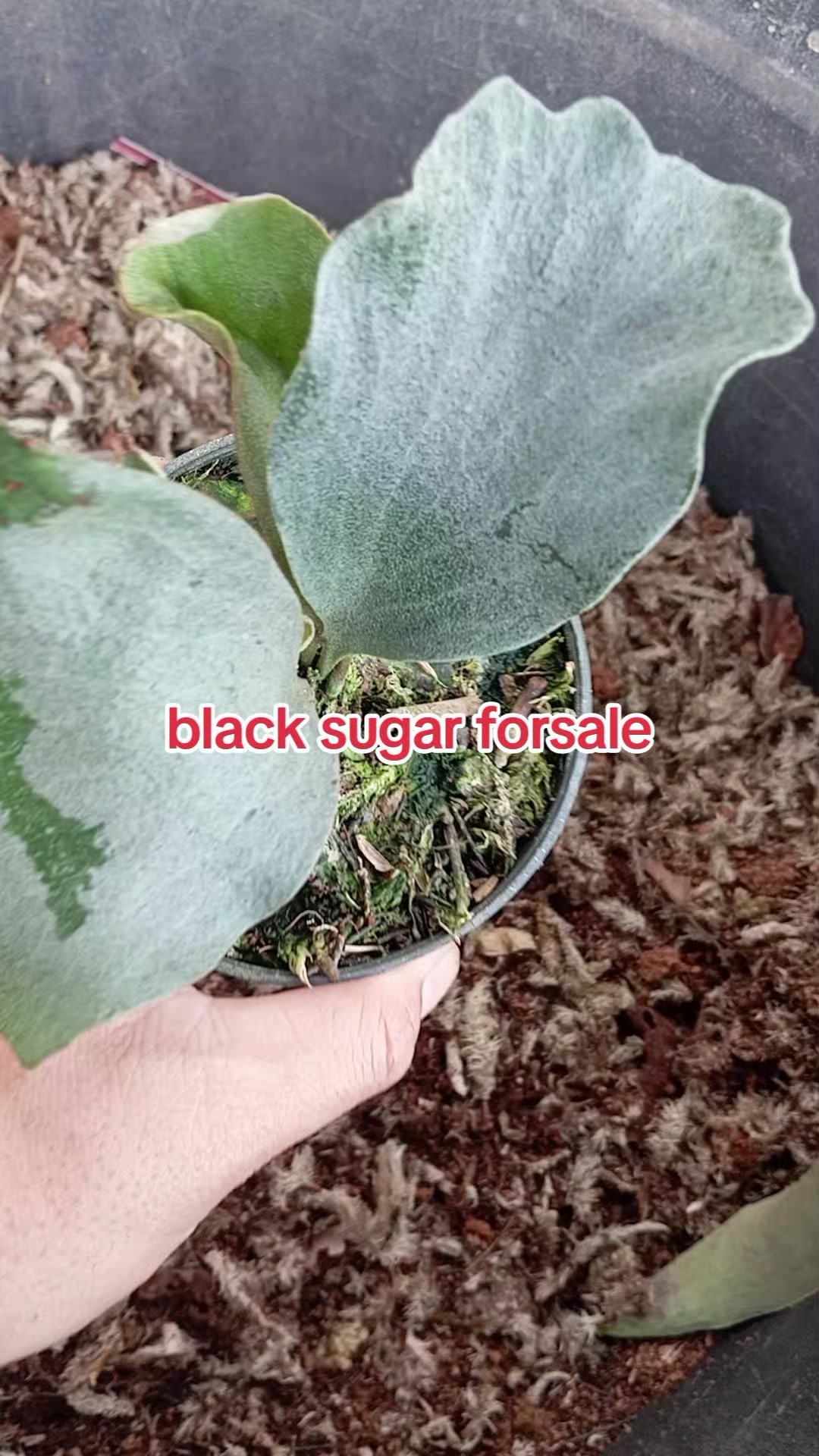 @LATANSA PLATYCERIUM NURSERY