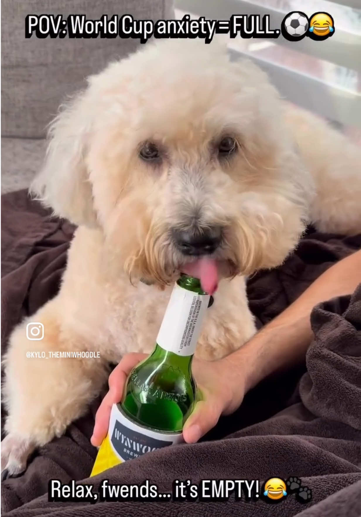 @Kylo 🐶