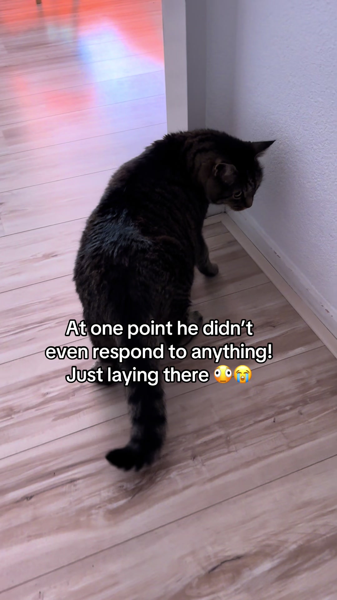 @Joep_the_ rescuecat