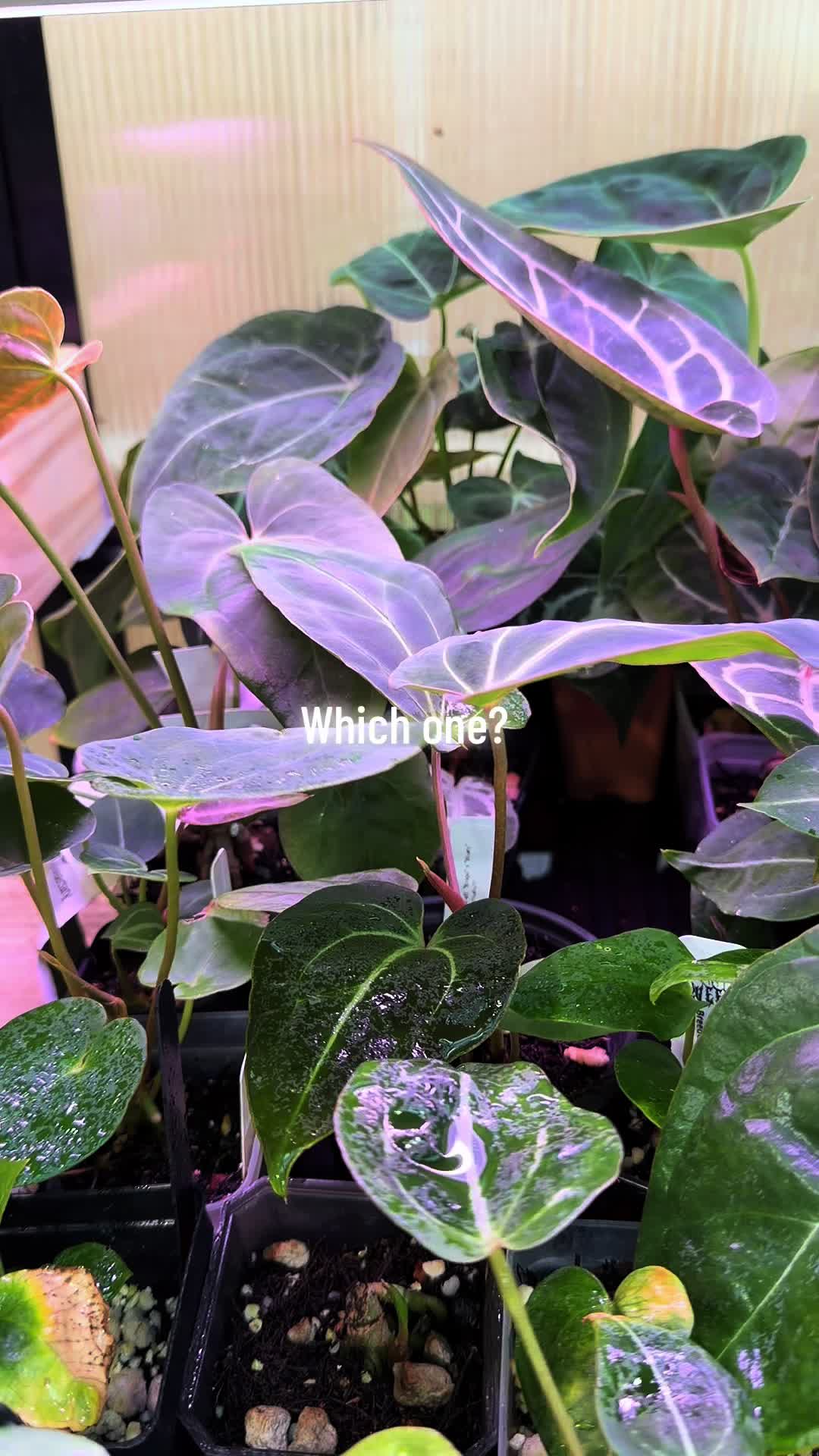 @Moon Root Magic Plant House