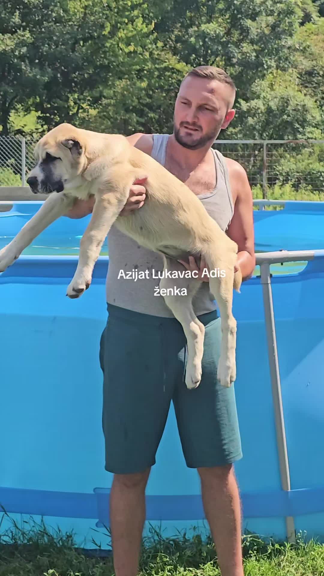 @Alabai Dogs Adis