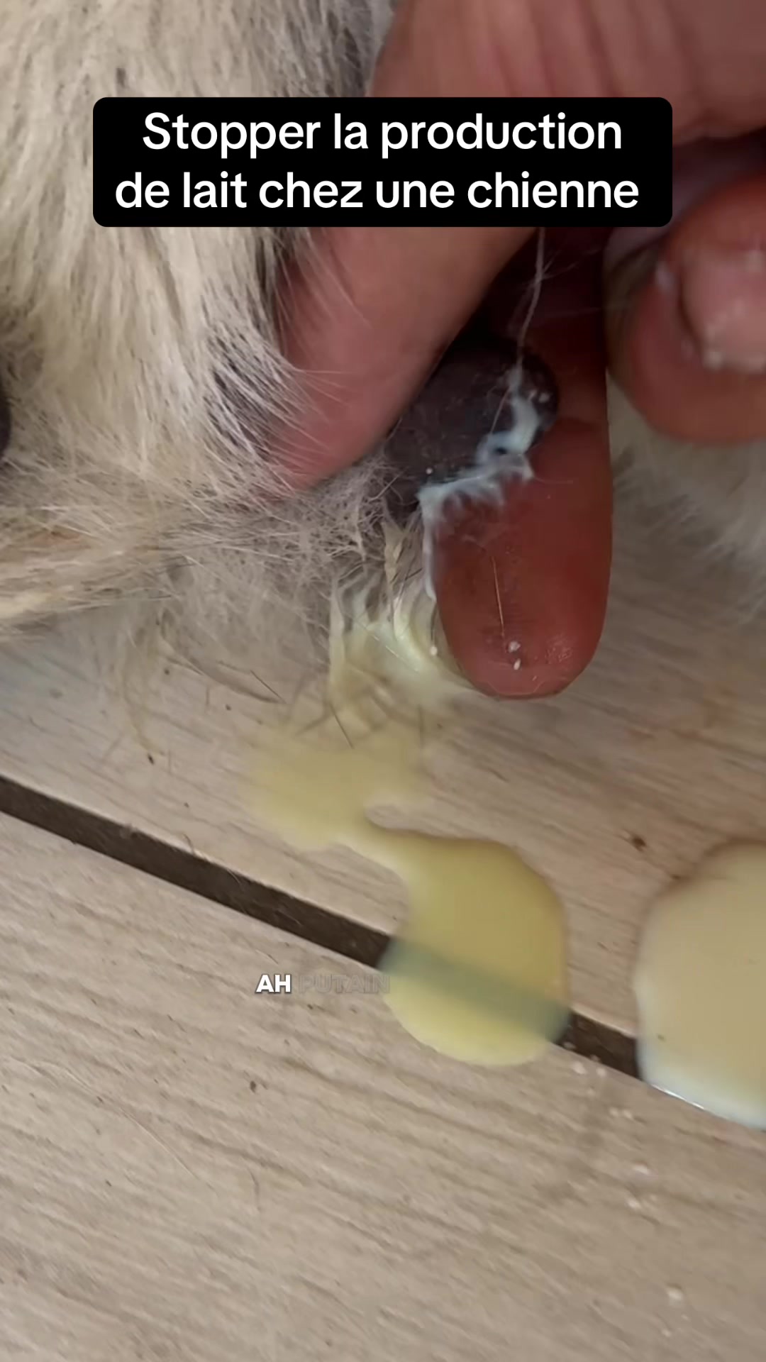 @Purekangal