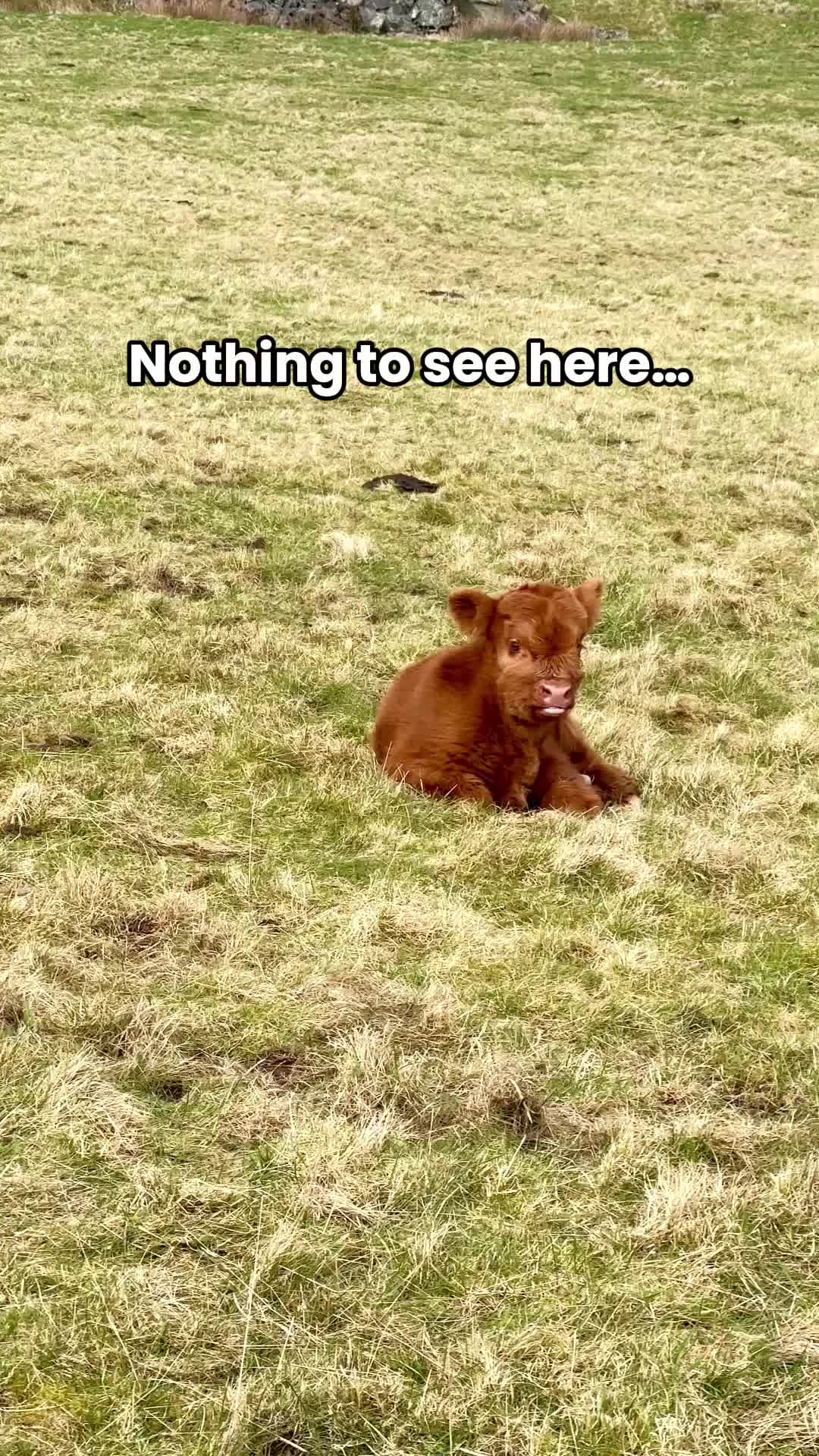 @VisitScotland