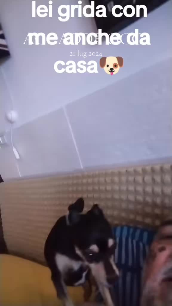 @FRANCESCONE🐶