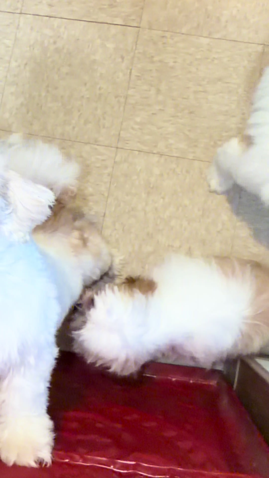 @Crispín_y_mia_shihtzu_puppies.