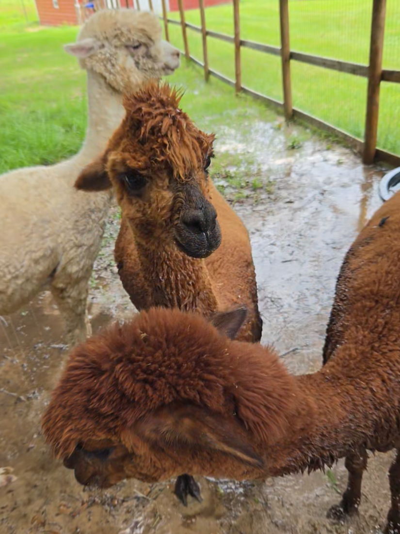 @alpacalypsenow