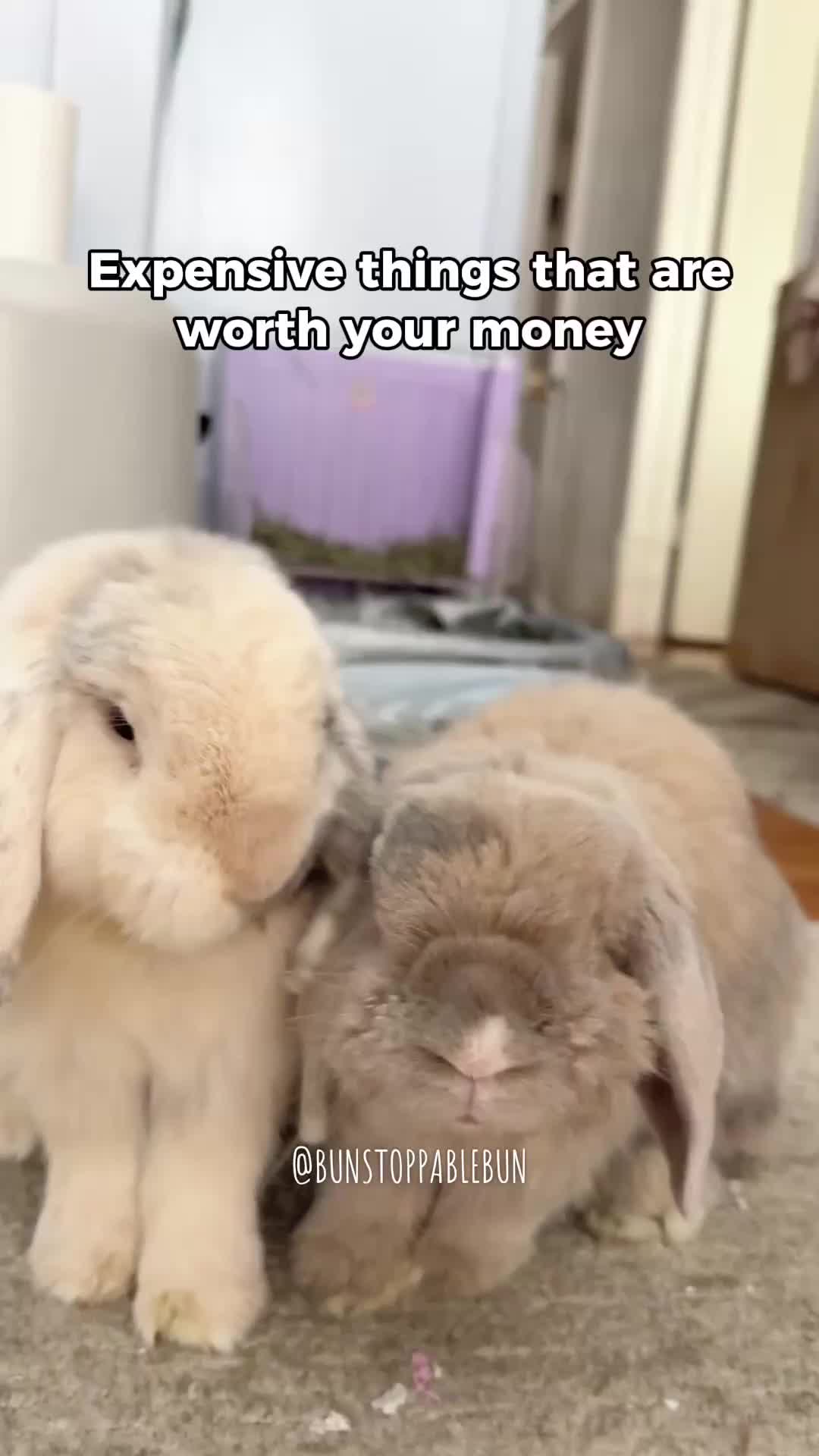 @BunBun, Mochi🌈, Chewy
