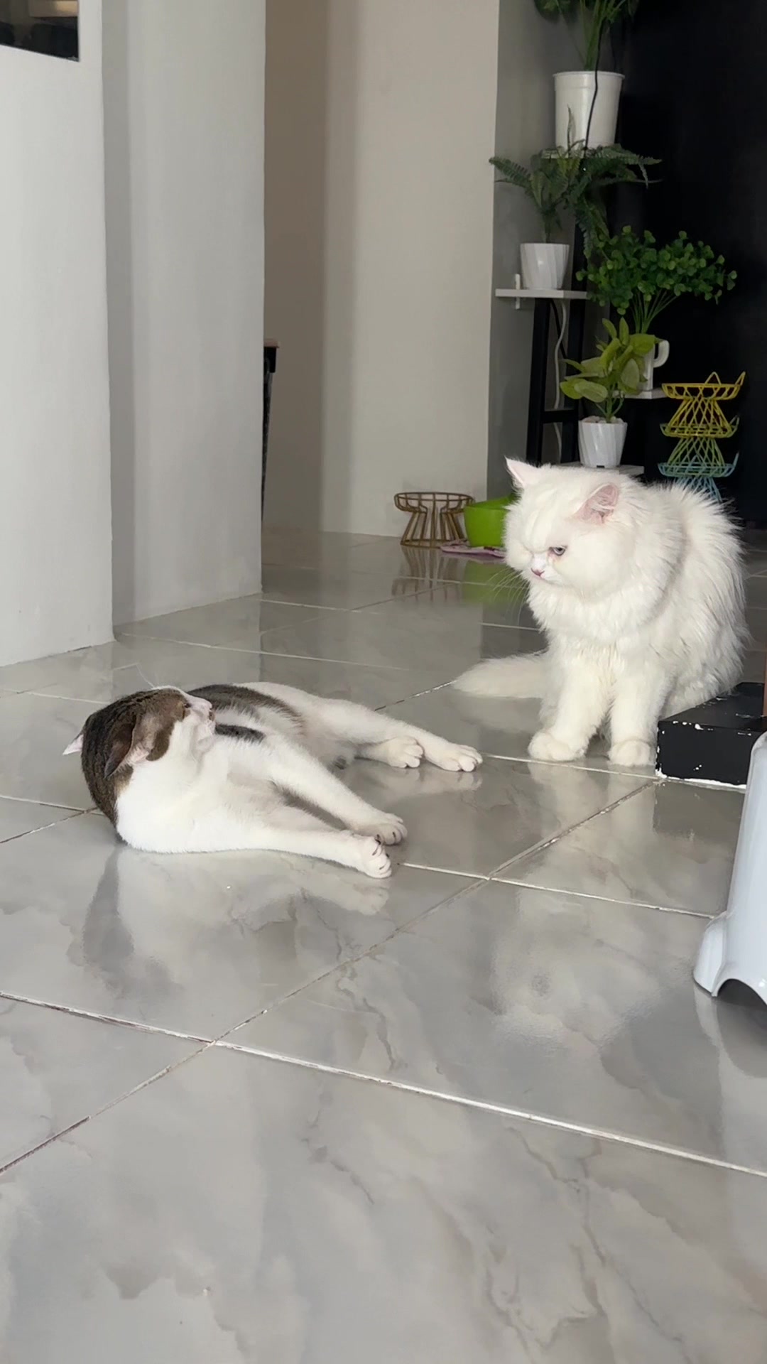 @Chloe & Casper 🐾