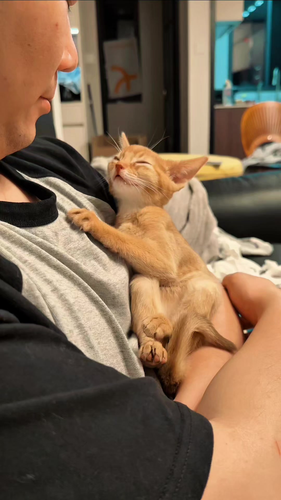 @Cat Lovers Club