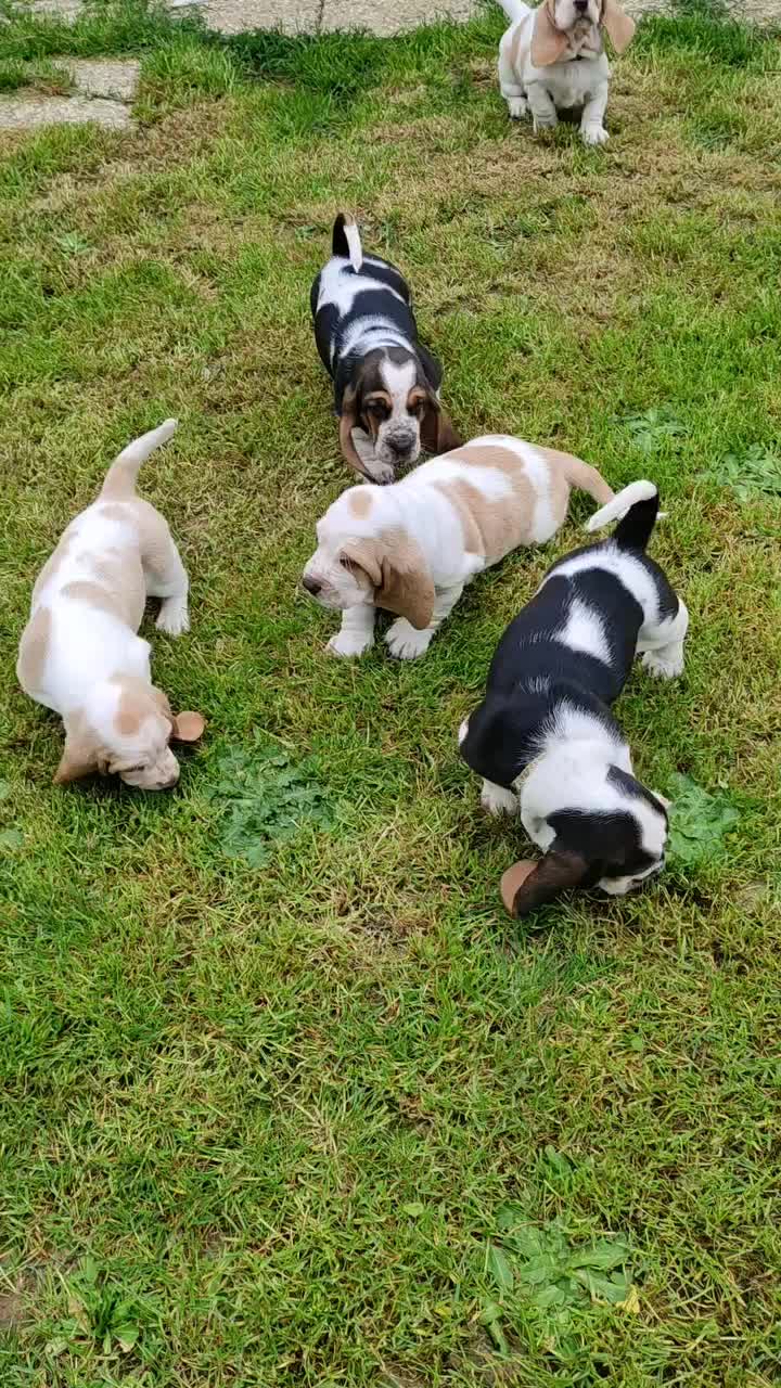 @Home Of All Basset Hound Pups