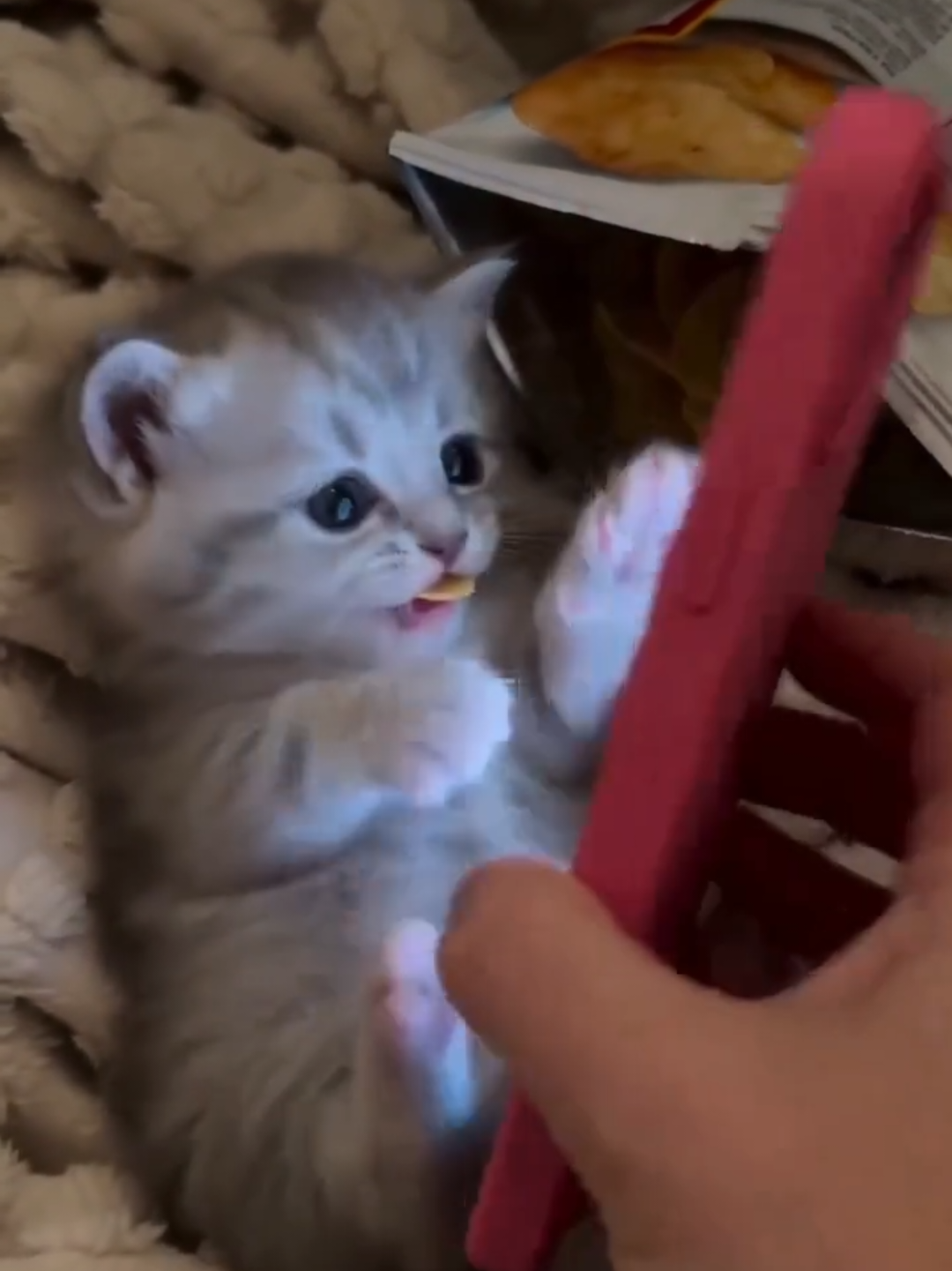 @Chonky World Of Cats