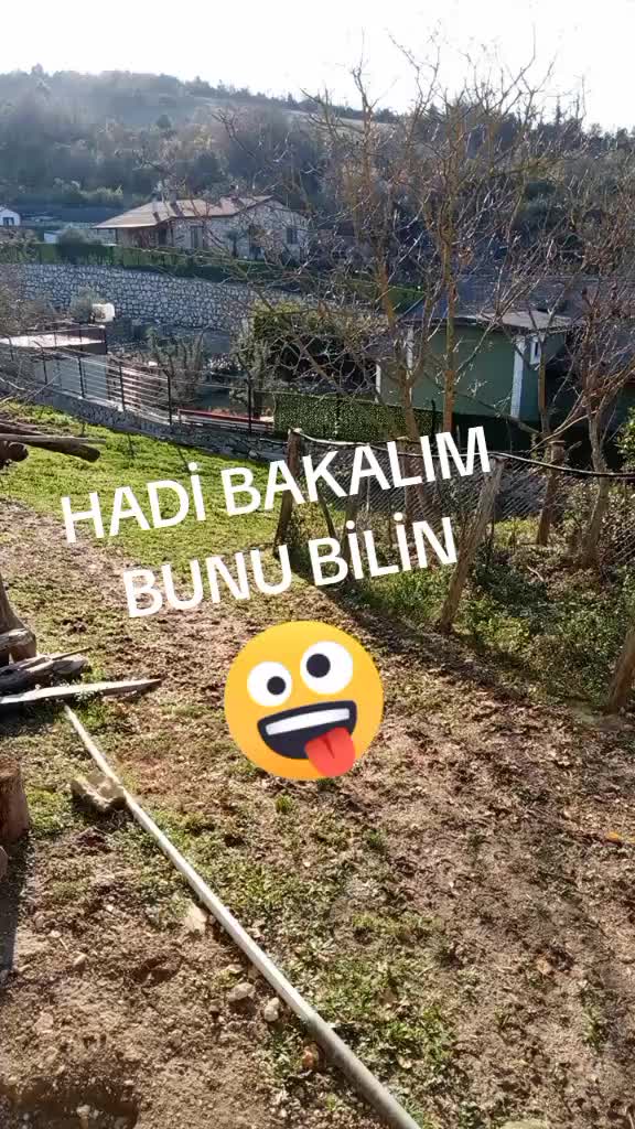 @M&Uuml;SL&Uuml;MC&Uuml; 41 🟡🇹🇷🔵