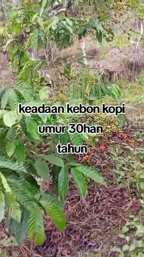 @petani