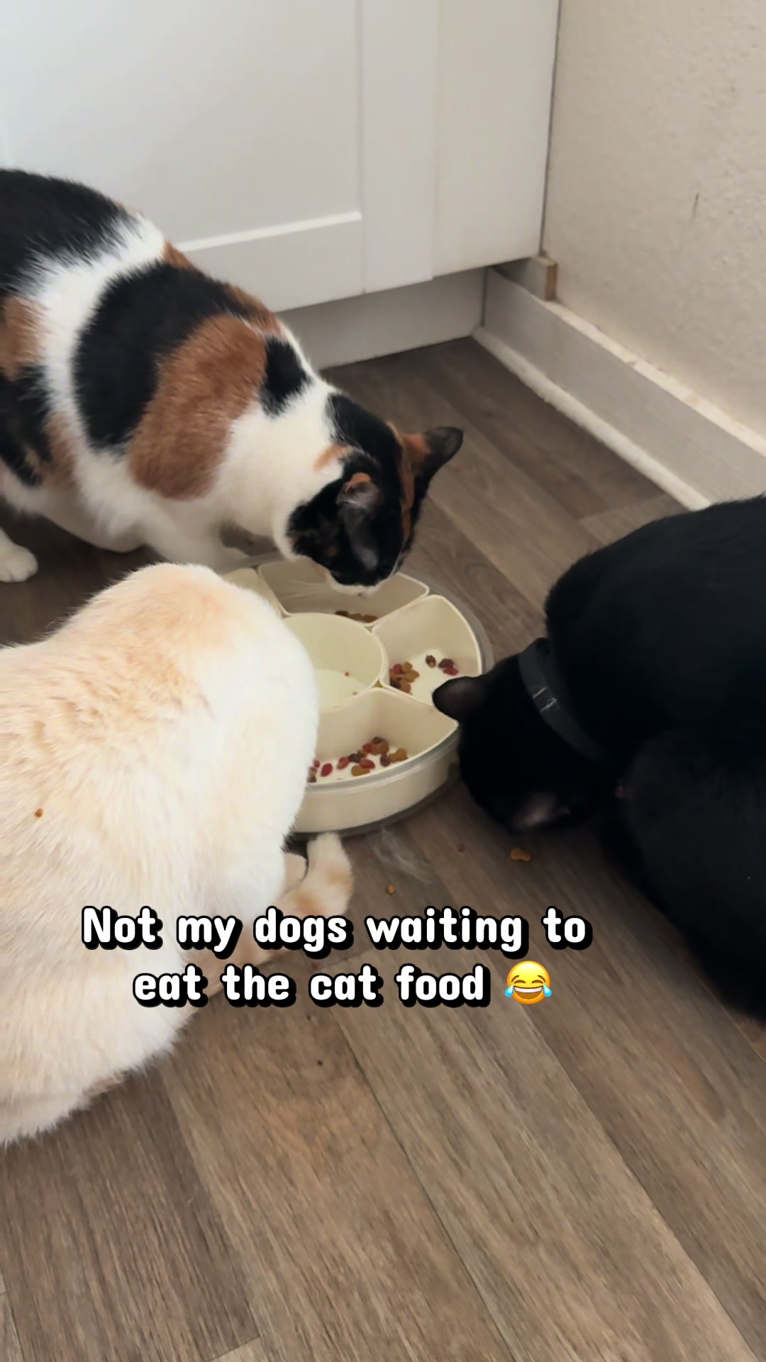@whatthepurr