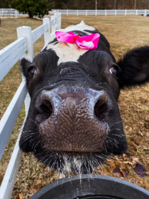 @The Gentle Barn | Sanctuary