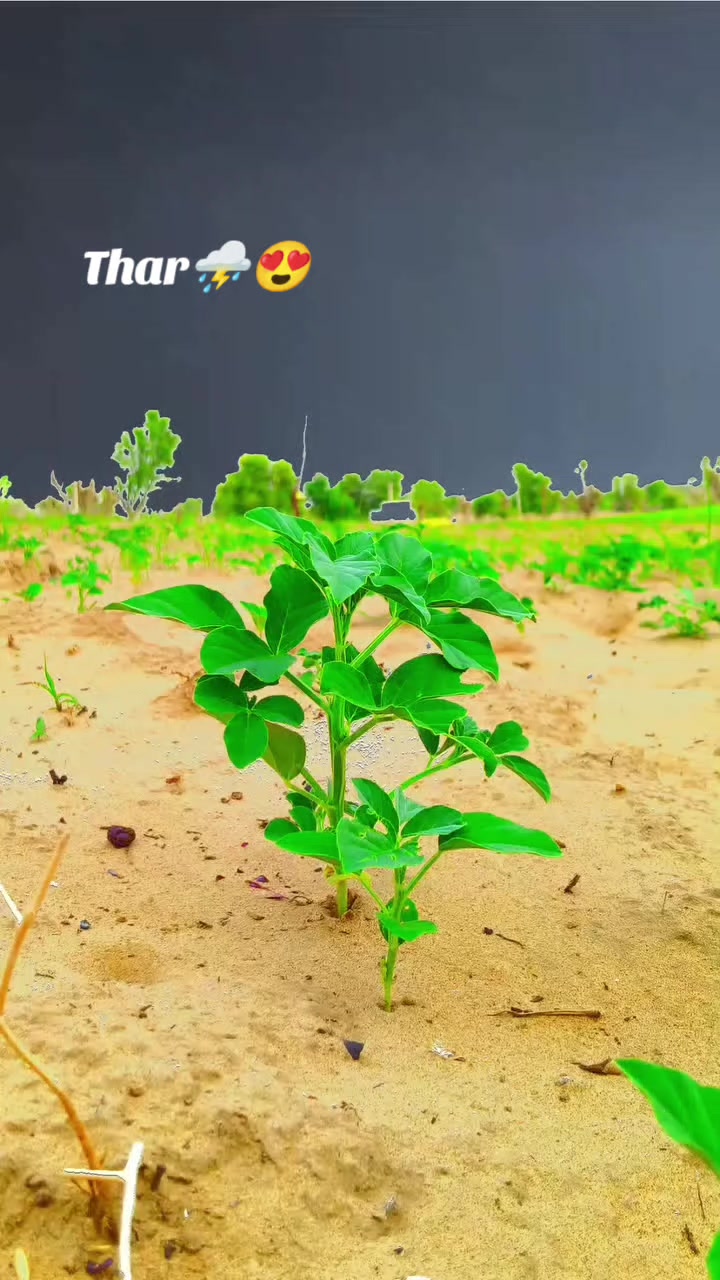 @فوزيه سومرو🥀❤️