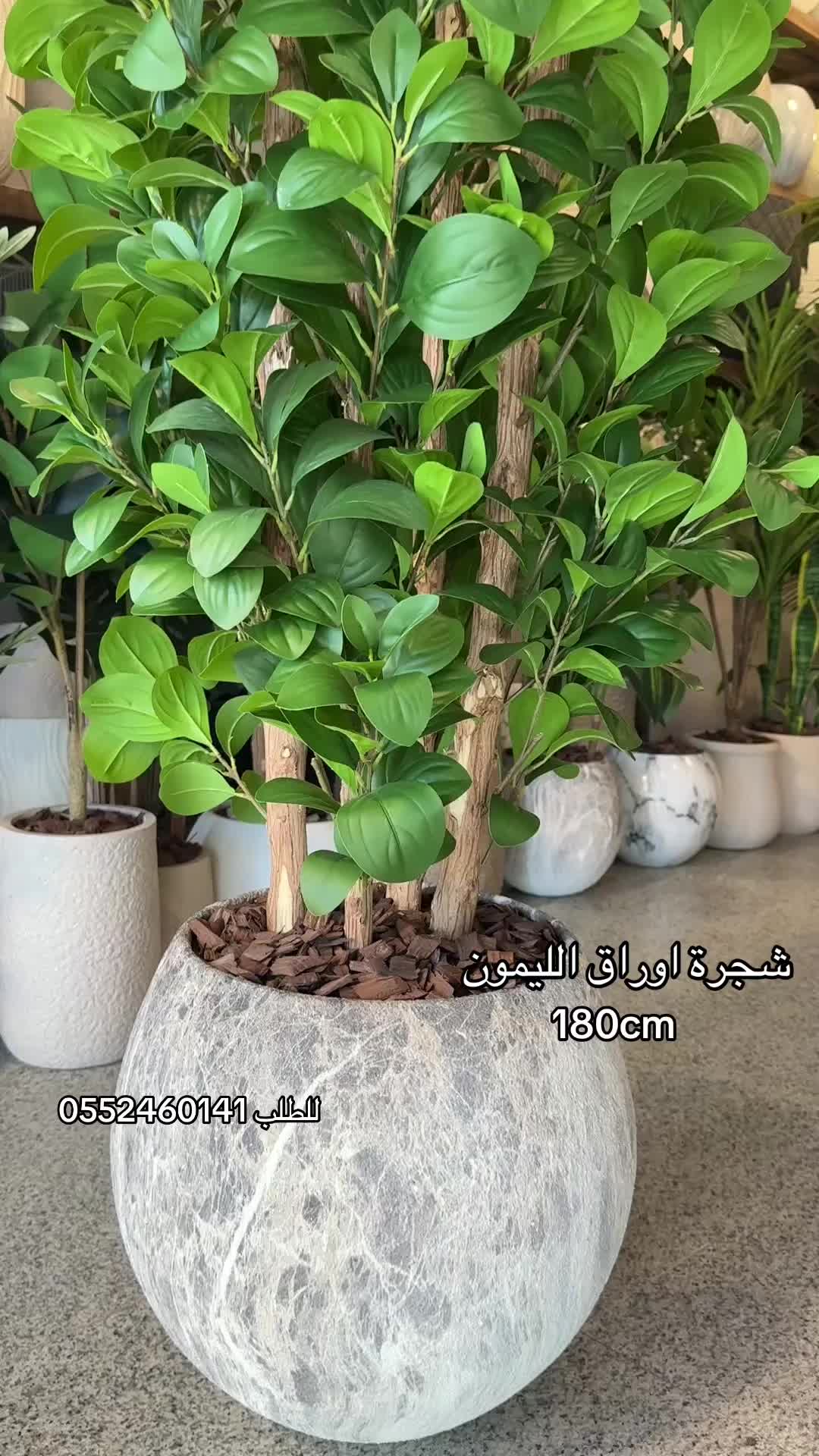 @الشجره الراقيه(زهور المملكه)🌴