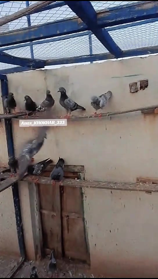 @𝘼𝙣𝙖𝙨_𝘖𝘬𝘢𝘳𝘢_333🕊️✨