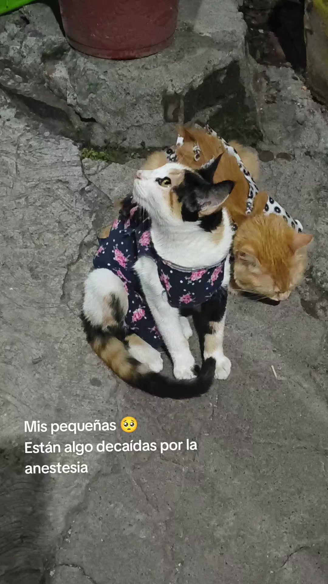 @🇲🇽🌻YANN♥🌻🇲🇽