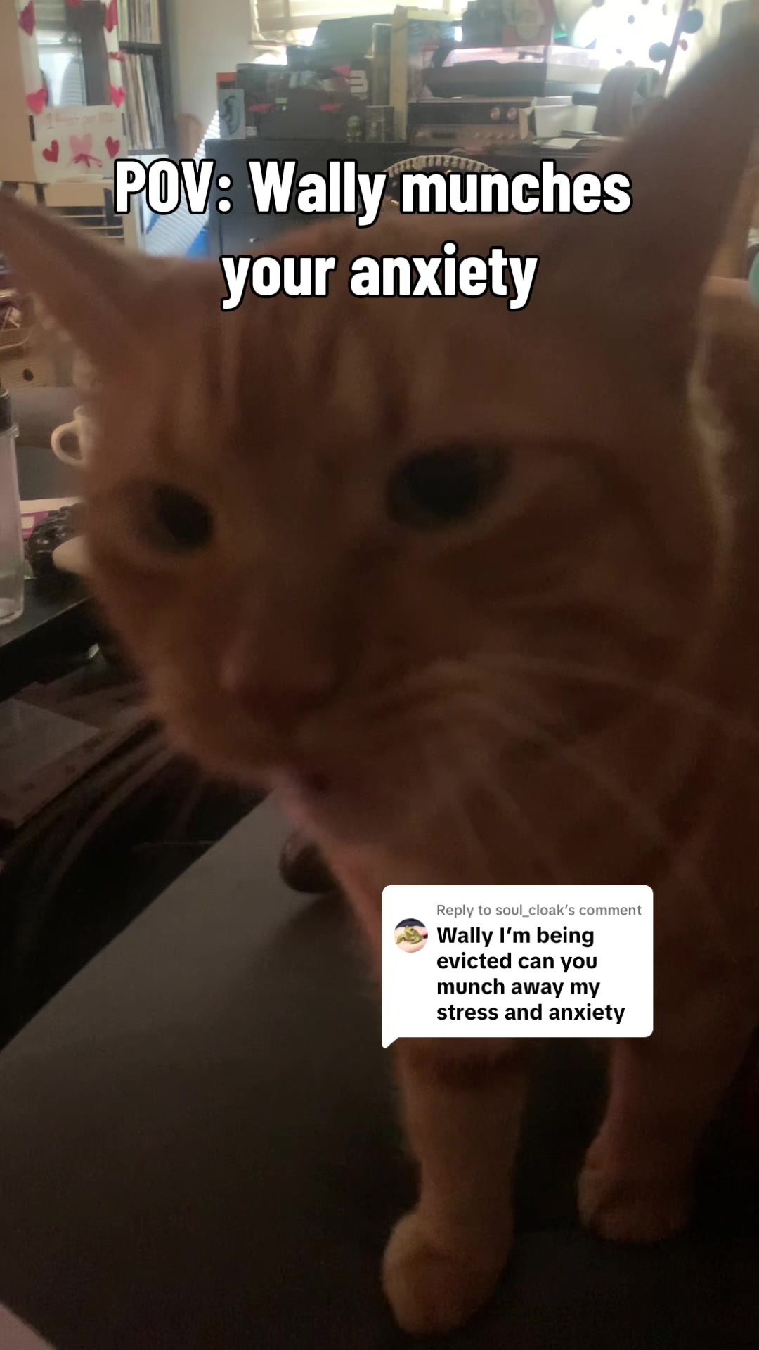 @diycatgeek (Wally & Howl)