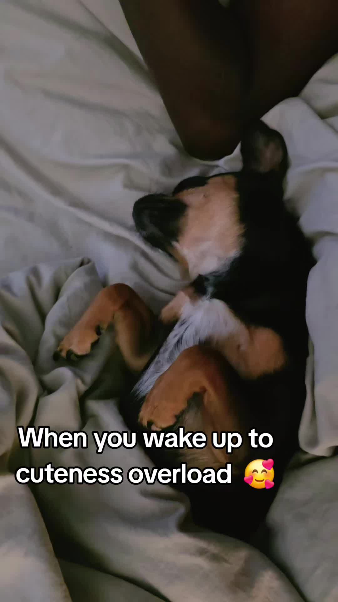 @Cookie