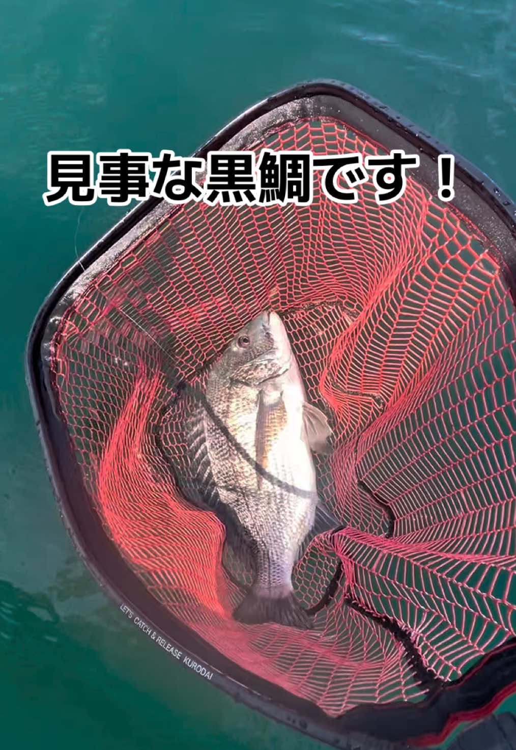 @チヌチヌ🐠