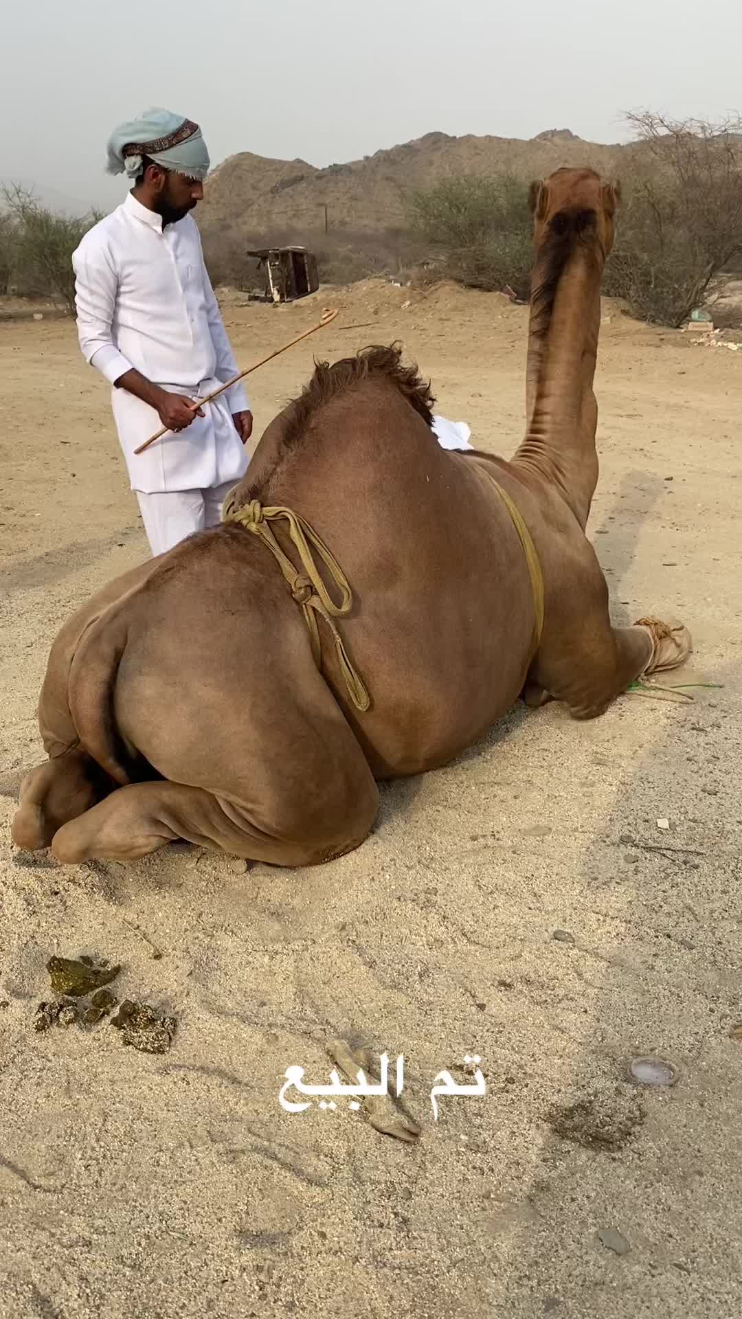 @سلطان الزهراني 702