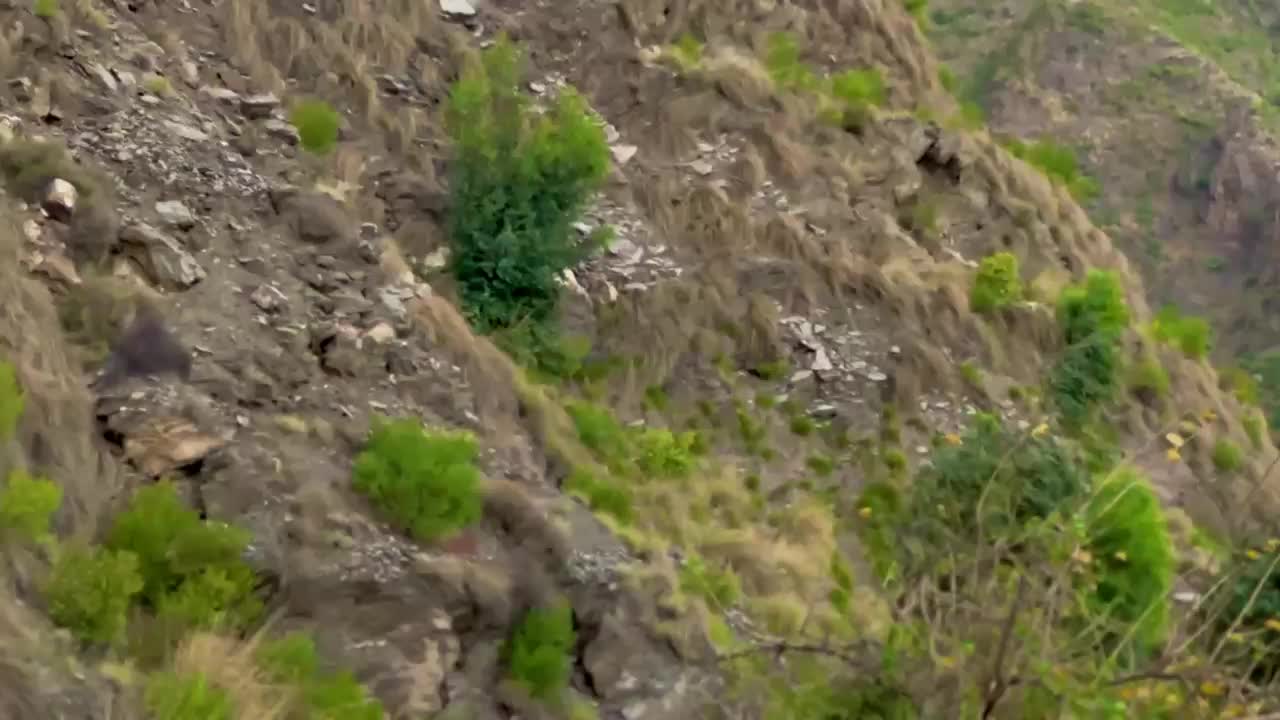 @Shinwari 🇦🇫
