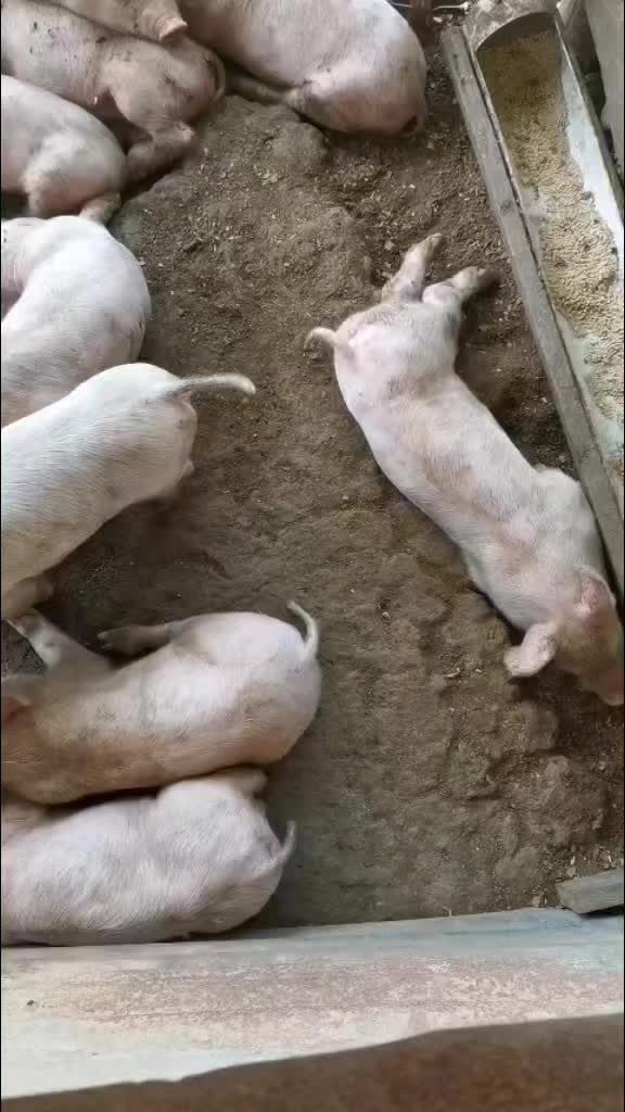 @alialvarado739