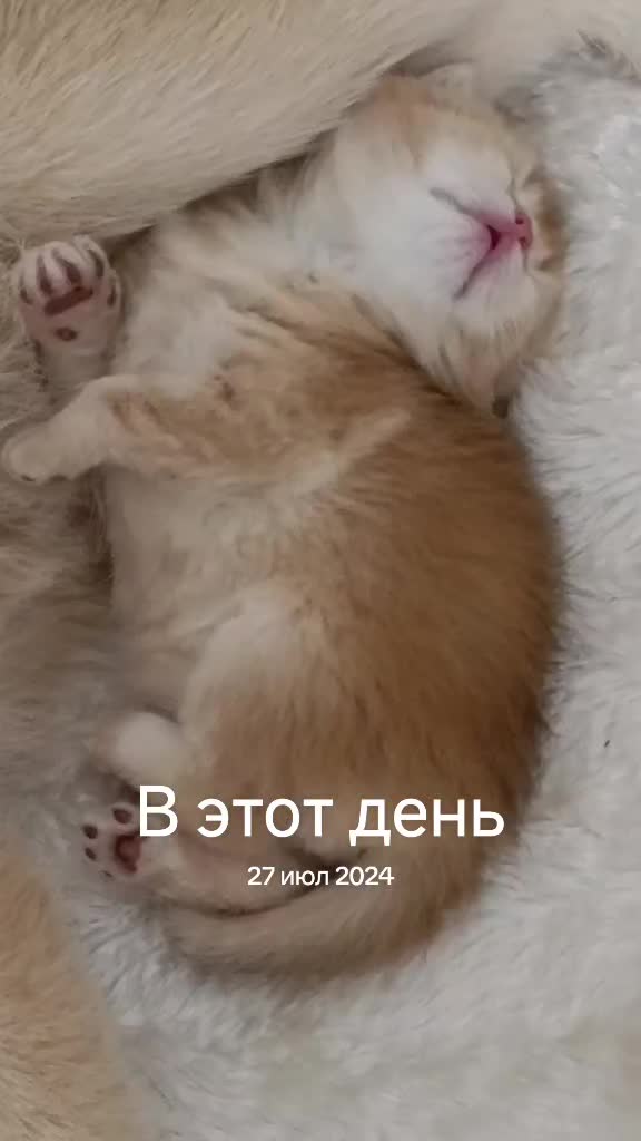 @аристократ