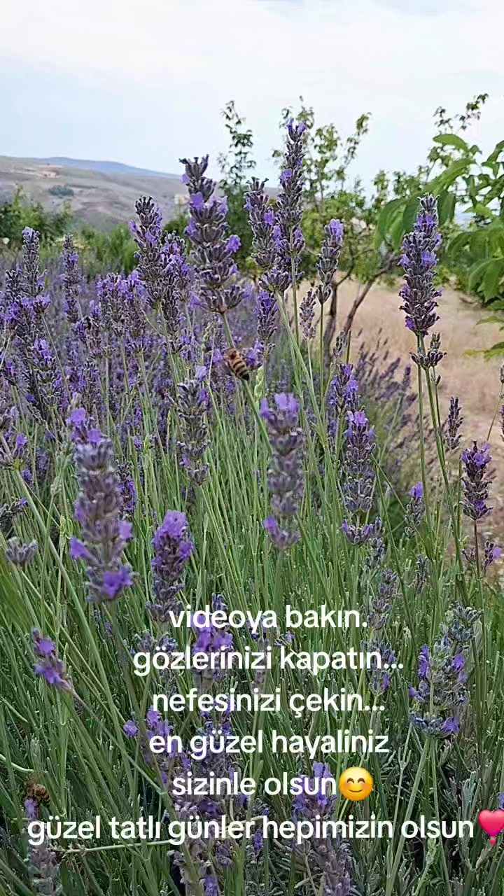 @Serap ince çiftliği