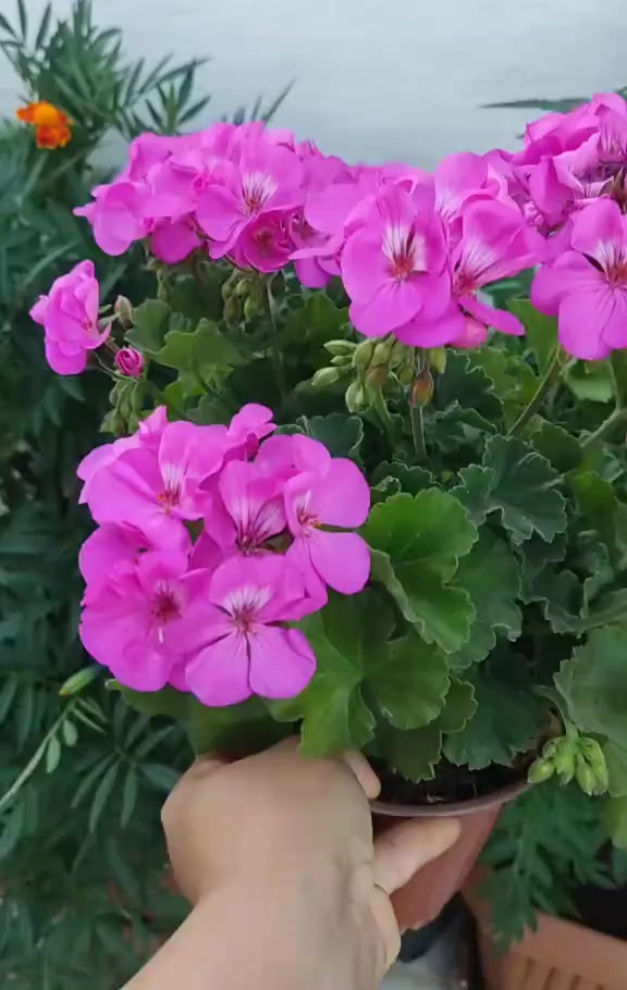 @💧Çiçek dostu 🇹🇷💧