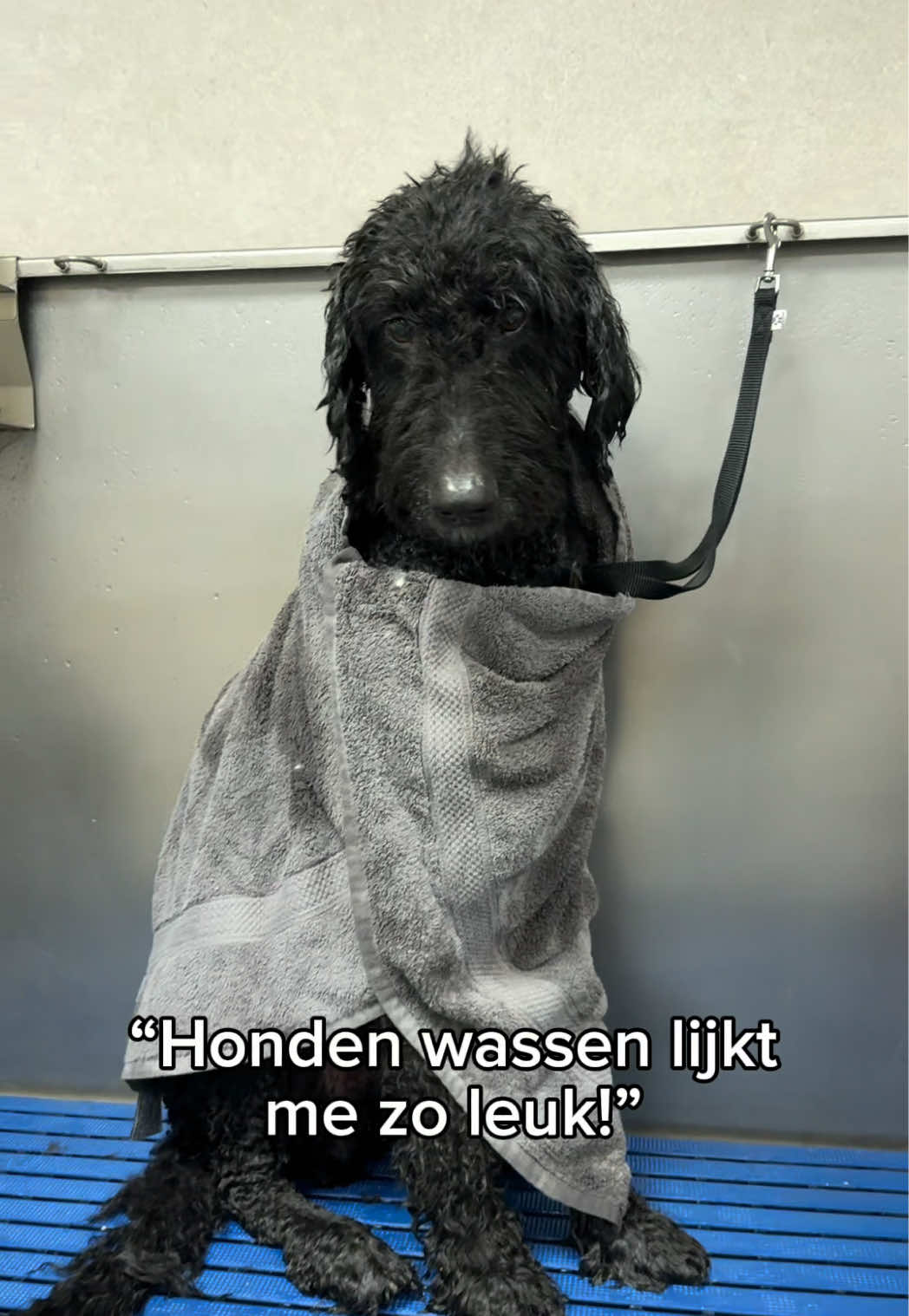 @HuisdierenhotelDeHeggeWeert